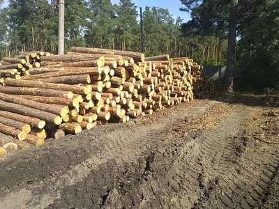 Drewno tartaczne sosnowe kłodowane, dł. 2.5m; śred. 16 do 35