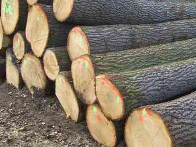 Kupię drewno okrągłe w ilościach hurtowych: dąb, buk, brzoza - klasy s2a, s2ap lub opał 
