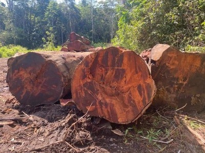 drewno egzotyczne z Brazylii