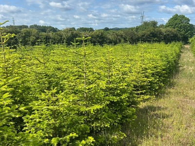 Dania - sprzedam ok. 200 tys. choinek jodły kaukaskiej; wys. 3,5-6 m; 40% około 6 m wys.