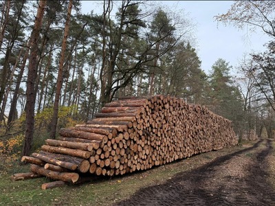 Kupię sosnę s2b Polska lub Niemcy 2,5m odbieram sam duże ilości 
