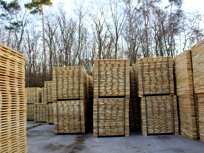 Ukraina. Surowiec drzew lisciastych i iglastych 15 zl/m3 do produkcji elementow europalet, celulozy, plyt