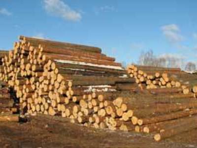 Ukraina. Drewno opalowe 15 zl/m3, zrzyny tartaczne 4 zl/m3 + wszystko z branzy drzewnej. Tanio