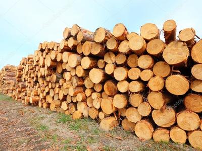 Kupie drewno sosnowe s2a/s2ap/s2b