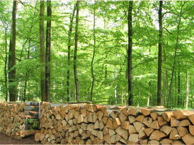 Ukraina. Drewno kominkowe od 15 zl/m3, sadzonki, choinki 10 zl. Gospodarstwo lesne oferuje drwa do kominkow, drzewka doniczkowe