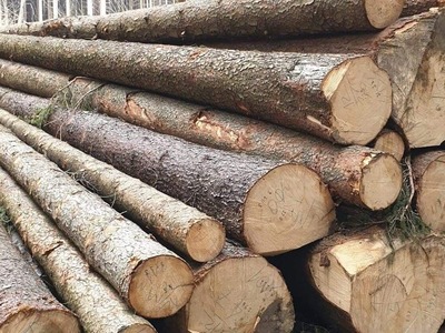 Drewno tartaczne na sprzedaż- dłużyca, kłoda, paleciak